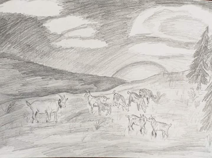 Czarno-biały rysunek na którym kozy pasą się na polu