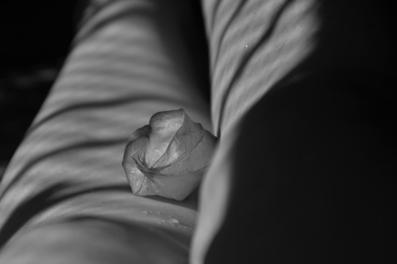 Zdjęcie kwiatu miechunki w odcieniach szarości